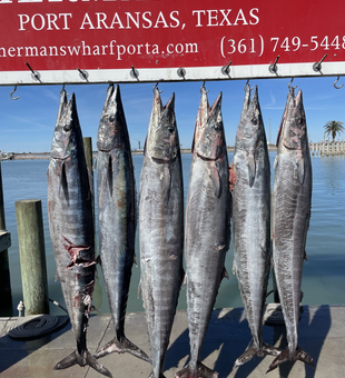 Wahoo fever catches on in Port Aransas.